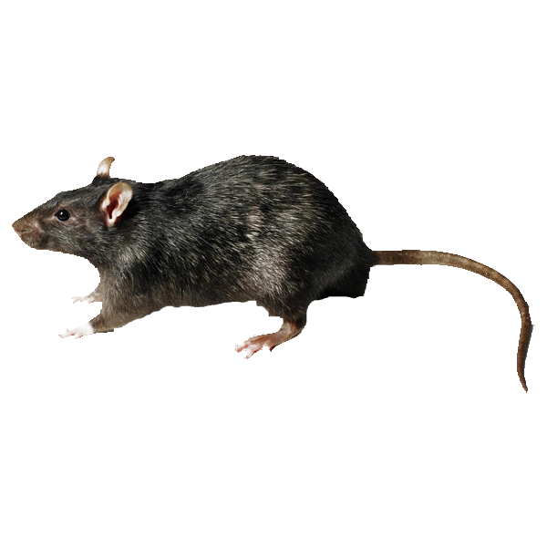 Ratas